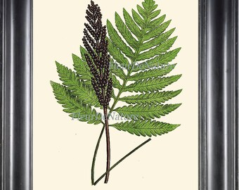 Fern Art Print Botanical 1 Antique Beautiful Green Ferns Forest Summer Plant Nature Home Wall Decor Ivory Background 4x6 5x7 8x10 11x14