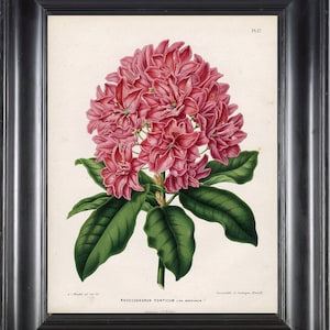 BOTANICAL PRINT WITTE 8x10 Botanical Art Print 5 Phontic Rhododendron Beautiful Pink Flower Plant Garden Nature to Frame Room Decor