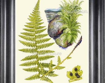 Green Fern Print Botanical Art Beautiful Fern Forest Country Summer Wildflower Nature Home wall Decor Interior Design Antique Illustration