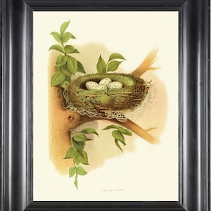 Cedar Bird Nest Eggs Print 5 Beautiful Antique Vintage Wall Art Illustration Green Nature Home Bedroom Living Dining Room Decor to Frame GT