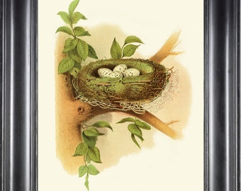 Cedar Bird Nest Eggs Print 5 Beautiful Antique Vintage Wall Art Illustration Green Nature Home Bedroom Living Dining Room Decor to Frame GT