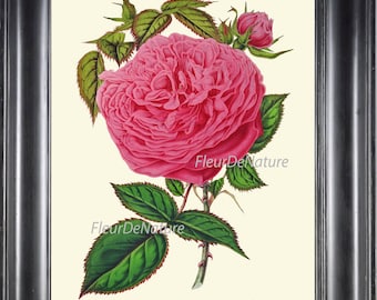 Rose Print 8x10 Botanical Art H254 Beautiful Pink Antique Madame Furtado Flower Rosebud Petals Plant French Old Country Cabbage Wall Decor