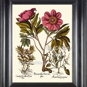 Decoración de la pared de la habitación de botánico Besler impresión 8 x 10 arte 26 hermosa Peony rojo rosa antiguo flor carta botánica Interior diseño casa grande