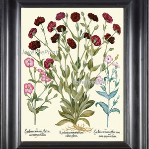 BOTANICAL PRINT Besler 8x10 Botanical Art Print 96 Beautiful Pink Red Flower Carnation Antique Writing Home Wall Room Decor Interior Design