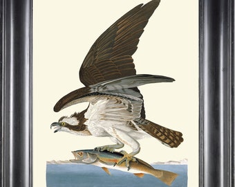 Osprey Fish Hawk Audubon Bird Print Wall Art 241 Antique Beautiful Nature Chart Poster Illustration Home Decor Interior Design to Frame