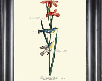 AUDUBON BIRD PRINT 8X10 Art 36 Blue Yellow Back Warbler Red Iris Orchid Flower Antique Beautiful Home Wall Decor Living Dining Room to Frame