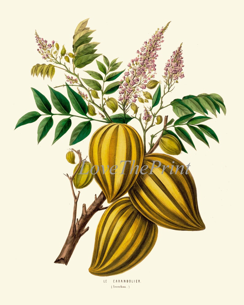 Star Fruit Exotic Botanical Print DE16 Wall Art Beautiful Etsy