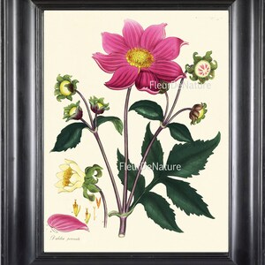 IMPRESSÃO BOTÂNICA ANDREWS 8x10 Impressão de arte botânica 20 Dália rosa antiga florescendo primavera verão jardim planta flor para moldura