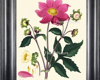 BOTANICAL PRINT ANDREWS 8x10 Botanical Art Print 20 Antique Pink Dahlia Blooming Spring Summer Garden Plant Flower to Frame