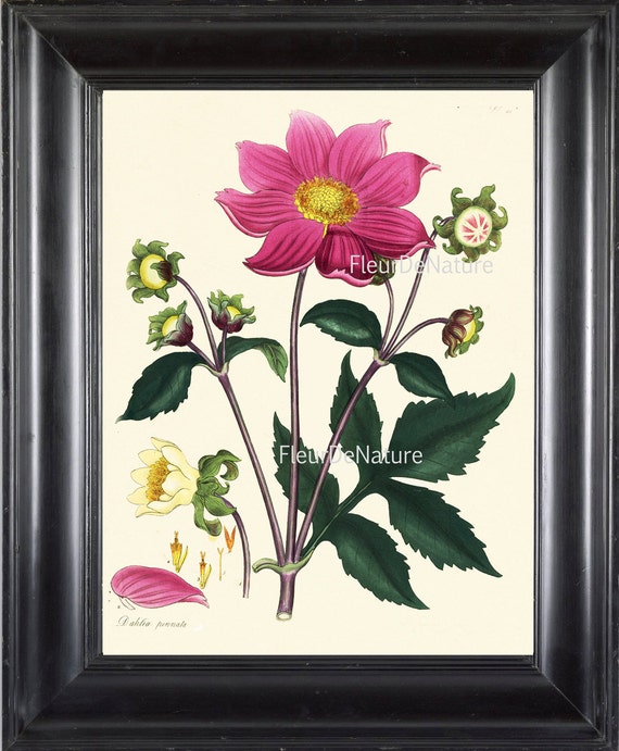 絵画　Dahlia BOTANICAL PRINT ANDREWS 8x10 Botanical Art Print 20 Antique