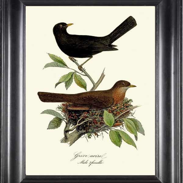 Vintage Bird Print Wall Art Black-Throated Thrush DCF35 Beautiful Antique Nest Forest Outdoor Nature Home Room Decor Decoration to Frame