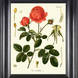 BOTANICAL PRINT Kohler 8x10 Botanical Art Print 122 Beautiful Rose French Country Nature Spring Simmer Garden Plant to Frame Interior Design