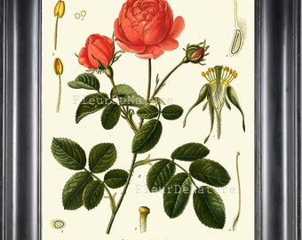 BOTANICAL PRINT Kohler 8x10 Botanical Art Print 122 Beautiful Rose French Country Nature Spring Simmer Garden Plant to Frame Interior Design