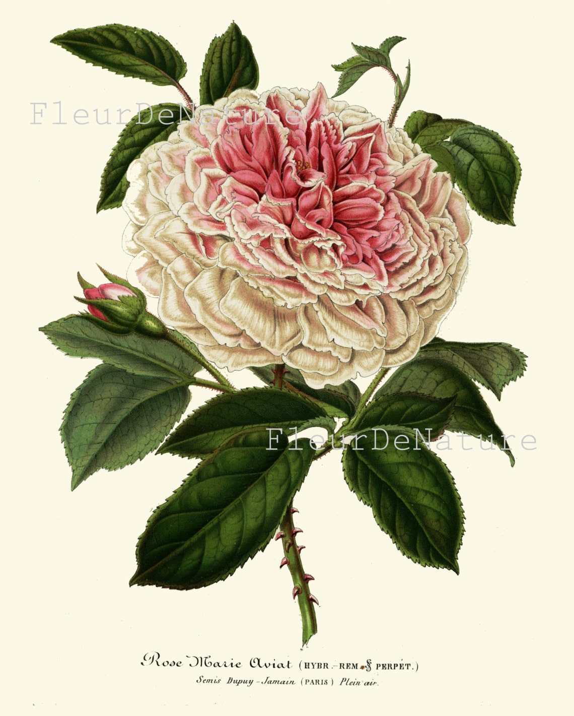 Pink White Rose Botanical Print H107 Beautiful Antique Wall Art Cabbage ...