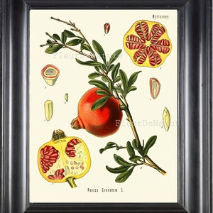 BOTANICAL PRINT Kohler 8x10 Botanical Art Print 8 Beautiful Pomegranate Fruit Plant Seeds Chart Garden Nature to Frame