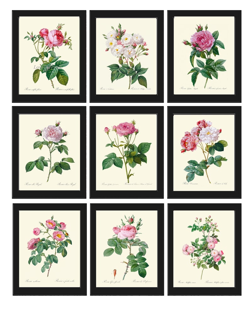 Vintage Roses Botanical Print Set of 9 Wall Art Prints Pink White ...