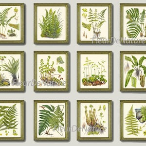 FERN Print SET of 12 Botanical Art Print 8X10 Lindman Antique Green Ferns Roots Chart Forest Summer Plant Nature to Frame Home Decor Garden