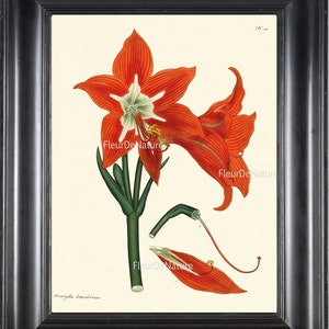 BOTANICAL PRINT ANDREWS 8x10 Botanical Art Print 34 Antique Red Amaryllis Plant Large Blooming Flower to Frame