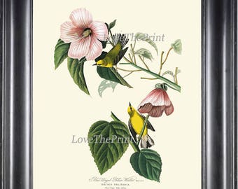 AUDUBON BIRD PRINT Art 40 Beautiful Antique Blue Winged Yellow Warbler Pink Hibiscus Flowers Ivory Background Home Room Wall Decor to Frame