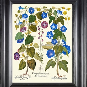 Botanical Print Besler 8x10 Art 102 Beautiful Blue Burgundy Morning Glory Garden Antique Writing Home Wall Room Decor Illustration to Frame