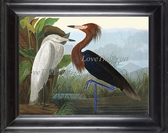 Audubon Purple Heron Bird Art Print 395 Antique Beautiful White Blue Birds Lake River Illustration Home Wall Decor Interior Design to Frame