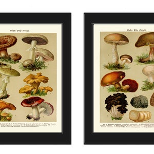 Pilz Druck 2er Set Botanische Wand Kunst Antik Pilze Chart Wald Outdoor Natur Küche Esszimmer Dekor Dekoration zum Rahmen BNF