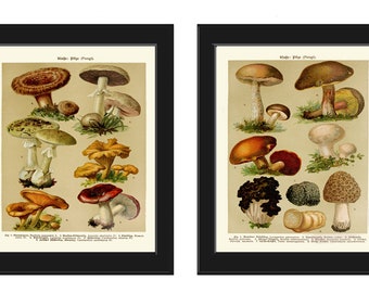 Mushroom Print Set of 2 Botanical Wall Art Antique Mushrooms Chart Forest Outdoor Nature Kitchen Dining Room Decor Decoration to Frame BNF