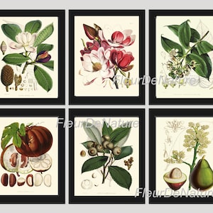 BOTANISCHER Druck 6er Set Kunstdrucke 8x10 Fitch Magnolia Avocado Blume ObstKarte Antiqeu Frühling Sommer Garten Pflanze Home Decor to Frame