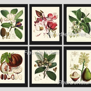 BOTANICAL Print SET of 6 Art Prints 8X10 Fitch Magnolia Avocado Flower Fruit Chart Antiqeu Spring Summer Garden Plant Home Decor to Frame