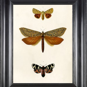 BUTTERFLY PRINT D&#39;Orbigny 8x10 Botanical Art Print 2 Beautiful Antique French Butterflies Natural History Plate to Frame Interior Design