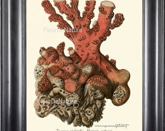 CORAL PRINT Esper  8x10 Art Print 69 Beautiful Antique Sea Ocean Red Coral Nature to Frame Home Decoration Wall Hanging Nautical Seashore