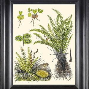 Antike Farn drucken 8 X 10 botanische Kunstdruck 2 schöne grüne Farne Diagramm Poster Green Forest Natur Naturwissenschaften Buch Platte zu Frame