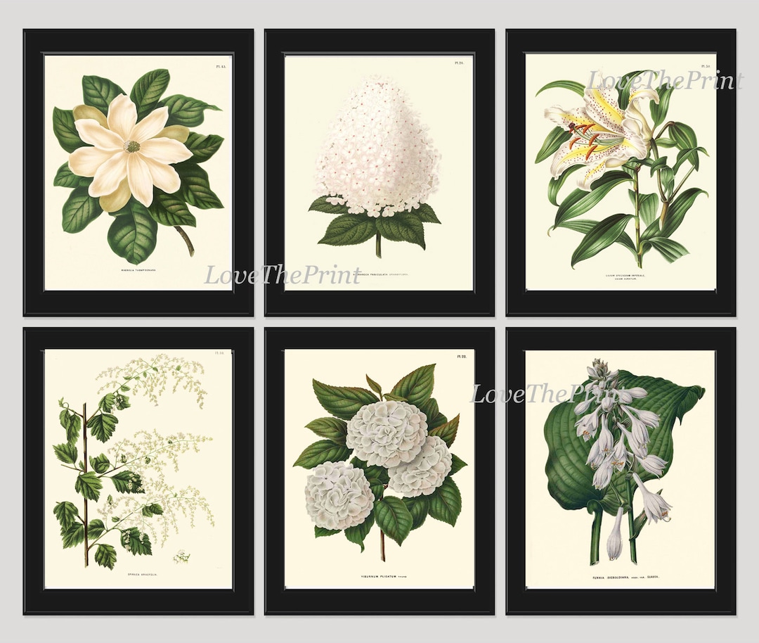 Botanical Flower Print SET of 6 Art 8X10 White Magnolia Lily Hydrangea ...