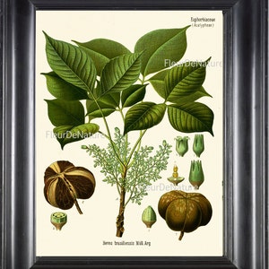 Botanische PRINT Kohler 8 x 10 botanische Kunstdruck 24 schönen Nuss Baum Diagramm zur Frame-Home Decor-Innenarchitektur