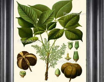 BOTANICAL PRINT Kohler 8x10 Botanical Art Print 24 Beautiful Nut Tree Chart to Frame Home Decor Interior Design