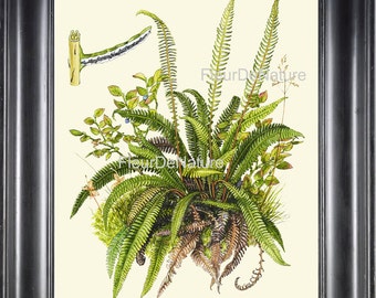 Botanical Fern print Art 19 Beautiful Green Fern Forest Green Spring Summer Nature Home Wall Decor Illustration Picture Interior Design