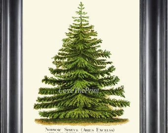 Christmas Tree Pine Print Wall Art Beautiful Botanical Green Antique Norway Spruce Fir Holiday Home Room Decor Decoration Picture to Frame