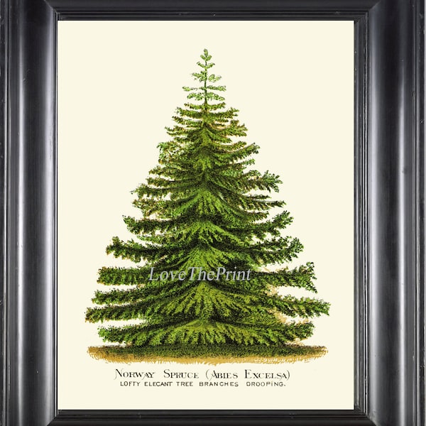 Christmas Tree Pine Print Wall Art Beautiful Botanical Green Antique Norway Spruce Fir Holiday Home Room Decor Decoration Picture to Frame