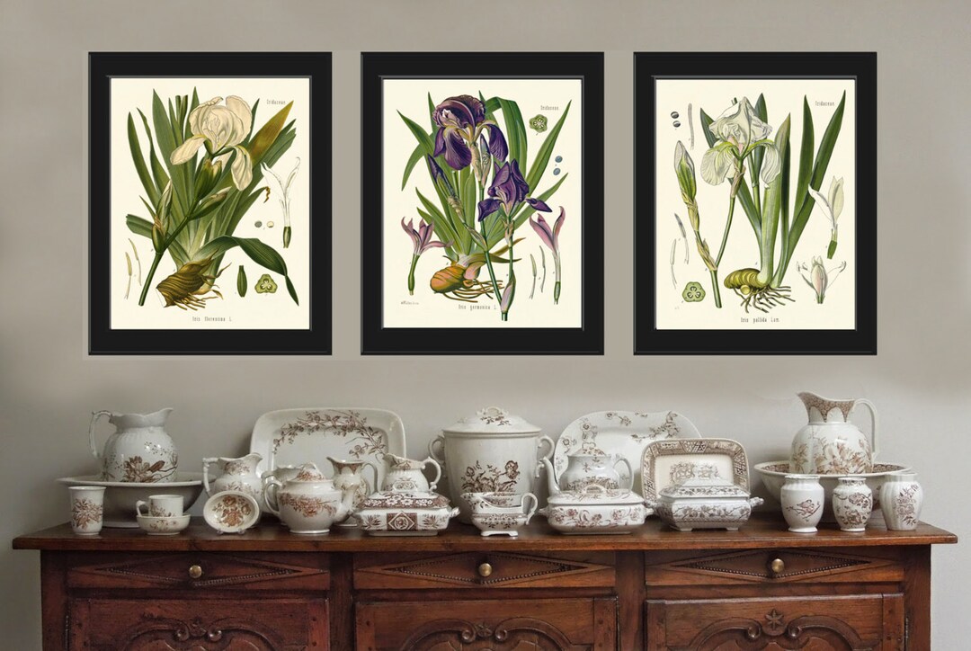 Iris Botanical Set of 3 Art Prints 8x10 Antique Beautiful Spring Summer ...