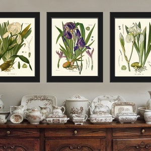 May include: Three framed botanical prints of iris flowers. The prints are in black frames and feature detailed illustrations of the flowers in various stages of bloom. The prints are arranged in a row on a wall.