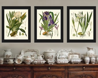 Iris Botanical Set of 3 Art Prints 8x10 Antique Beautiful Spring Summer Garden Flowers White Violet Purple Illustration to Frame Decor KOH