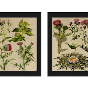 Thistle Flower Plant Vintage Botanical Print Set of 2 Wall Art Antique Beautiful Purple Violet Wildflower Home Room Decor to Frame BNF