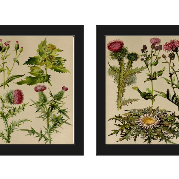 Thistle Flower Plant Vintage Botanical Print Set of 2 Wall Art Antique Beautiful Purple Violet Wildflower Home Room Decor to Frame BNF