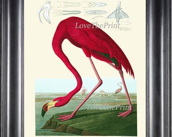 AUDUBON BIRD PRINT 8X10 Art 4 Gran Rosa Flamingfo Antiguo Gráfico de la Naturaleza Hermosa Naturaleza Cartel Ilustración Home Decoración Interior Diseño a Marco