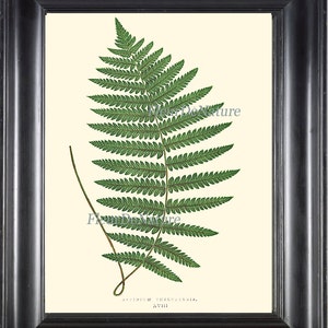 Beautiful Green Fern Print Botanical Art 9 Antique Ferns Illustration Picture Drawing Forest Summer Plant Nature to Frame Home Wall Decor