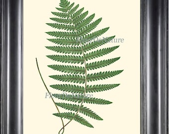 以下が含まれることがあります： 緑色のシダ、Aspidium Thelypterisのヴィンテージな植物学イラスト。画像の下に「XVIII」というテキストがあります。