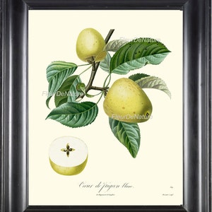BOTANICAL FRUIT PRINT Poiteau 8x10 Botanical Art Print 22 Beautiful French White Apple Antique Writing Wall Home Decor to Frame Garden Gift