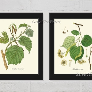 Botanical Tree Print Set of 2 Botanical Wall Art Antique Hazelnut Linden Trees Green Leaf Seeds Chart Ivory Background Nature Home Decor HT