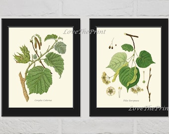 Botanical Tree Print Set of 2 Botanical Wall Art Antique Hazelnut Linden Trees Green Leaf Seeds Chart Ivory Background Nature Home Decor HT