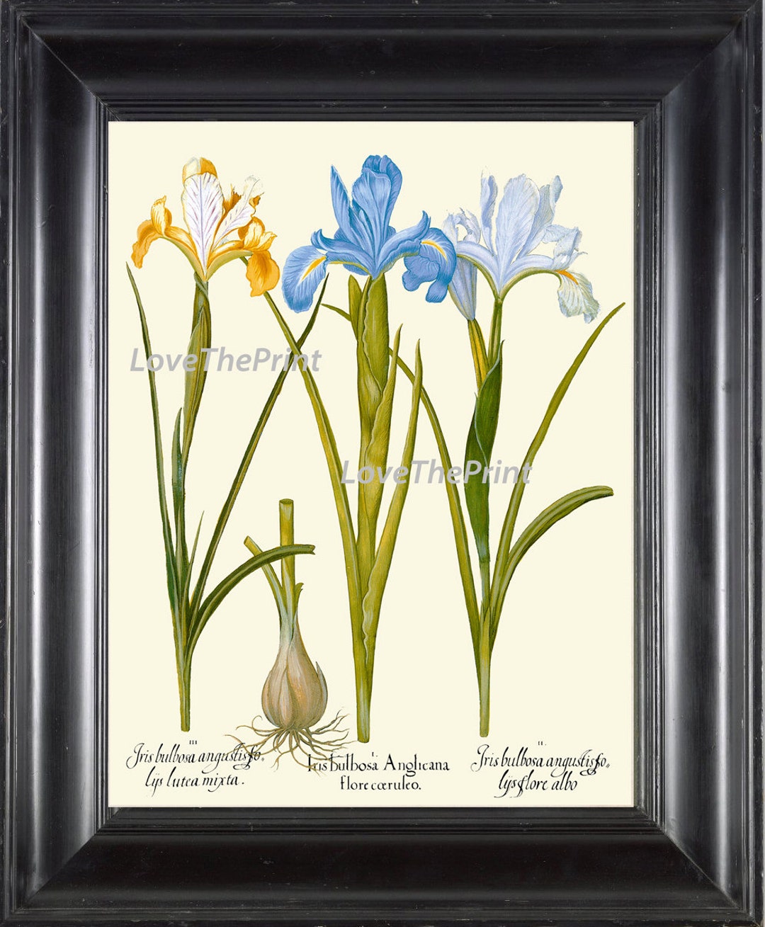 BOTANICAL PRINT Besler 8x10 Botanical Art Print 91 Beautiful Blue White ...